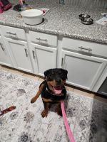 Rottweiler Puppies for sale in Las Vegas, NV, USA. price: $100,000