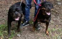 Rottweiler Puppies for sale in Greensboro, NC, USA. price: $1,800