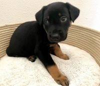 Rottweiler Puppies for sale in Portola Hills, CA 92679, USA. price: $700