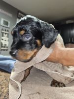 Rottweiler Puppies for sale in Cedar Lake, IN 46303, USA. price: NA