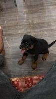 Rottweiler Puppies for sale in Kozhikode, Kerala, India. price: 12,000 INR