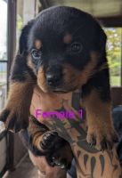 Rottweiler Puppies for sale in Oklahoma City, OK, USA. price: $400