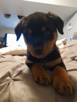 Rottweiler Puppies for sale in Regional Municipality of York, ON, Canada. price: $1,200
