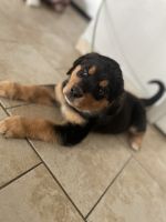 Rottweiler Puppies for sale in Wichita, KS, USA. price: $100
