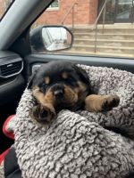 Rottweiler Puppies for sale in Stratford, WI 54484, USA. price: $1,000