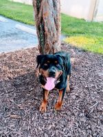 Rottweiler Puppies for sale in Tampa, FL, USA. price: $350
