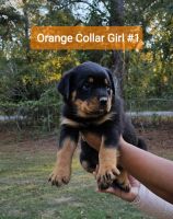 Rottweiler Puppies for sale in Seale, AL 36875, USA. price: $2,000