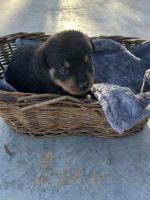Rottweiler Puppies for sale in Granby, MO 64844, USA. price: $800