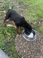 Rottweiler Puppies for sale in Hialeah, FL 33012, USA. price: NA