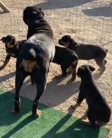 Rottweiler Puppies for sale in San Bernardino, CA, USA. price: $1,300
