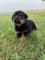 Rottweiler Puppies for sale in Bay City, MI 48708, USA. price: $1,000