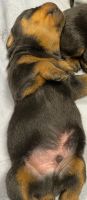 Rottweiler Puppies for sale in Salem, OR, USA. price: $2,500
