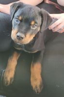 Rottweiler Puppies for sale in Menifee, CA, USA. price: $500