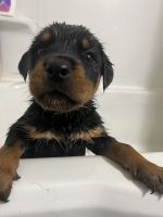 Rottweiler Puppies for sale in Cincinnati, OH 45211, USA. price: $750