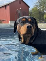 Rottweiler Puppies for sale in Middletown, OH, USA. price: $1,500