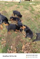 Rottweiler Puppies for sale in Winchester, VA 22603, USA. price: NA