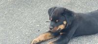 Rottweiler Puppies for sale in Tucson, AZ, USA. price: $1,200