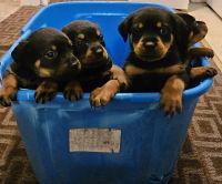 Rottweiler Puppies for sale in Philadelphia, PA, USA. price: $600