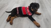 Rottweiler Puppies for sale in Riverside, California. price: $1,500