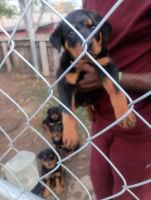 Rottweiler Puppies for sale in Orange, TX, USA. price: $700