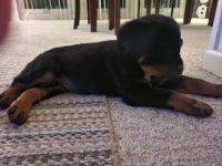 Rottweiler Puppies for sale in Scottsburg, Indiana. price: NA
