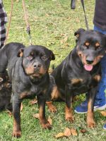 Rottweiler Puppies for sale in San Bernardino, California. price: $500