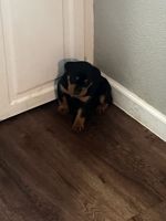 Rottweiler Puppies for sale in Lubbock, Texas. price: $300