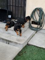 Rottweiler Puppies for sale in Hayward, California. price: $500
