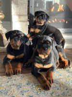 Rottweiler Puppies for sale in Sonoma, CA 95476, USA. price: $5,000