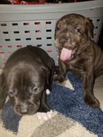 Rottweiler Puppies for sale in Roseville, Michigan. price: $350