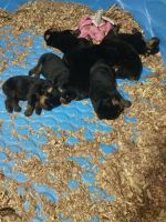 Rottweiler Puppies for sale in Ashland, Virginia. price: $1,500