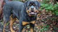 Rottweiler Puppies for sale in Rockford, Illinois. price: NA