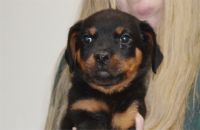 Rottweiler Puppies for sale in Rockwell, NC 28138, USA. price: $1,000
