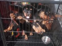 Rottweiler Puppies for sale in Memphis, Tennessee. price: $800