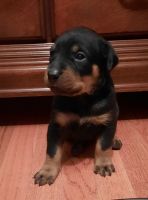 Rottweiler Puppies for sale in Maysville, Kentucky. price: $65,000