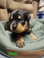 Rottweiler Puppies for sale in Dover, Arkansas. price: $1,500