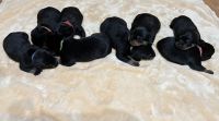 Rottweiler Puppies for sale in Pevely, Missouri. price: $800