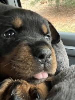 Rottweiler Puppies for sale in Wilton, Connecticut. price: $2,000