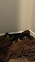 Rottweiler Puppies for sale in Baton Rouge, Louisiana. price: $450