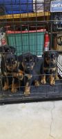 Rottweiler Puppies for sale in Alexandria, Kentucky. price: $65,000