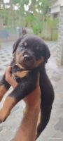Rottweiler Puppies for sale in Thiruvalla (Tiruvalla), Kerala. price: 15,000 INR