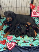 Rottweiler Puppies for sale in Salisbury, North Carolina. price: $1,000