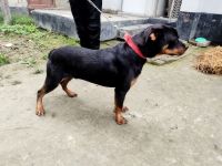 Rottweiler Puppies for sale in Chapra, Bihar. price: 25,000 INR