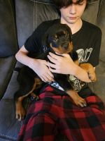 Rottweiler Puppies for sale in Tiffin, Ohio. price: $750