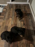Rottweiler Puppies for sale in Marysville, Washington. price: $1,300