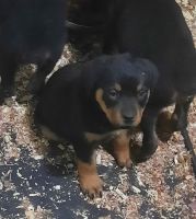 Rottweiler Puppies for sale in Charlottesville, Virginia. price: $800