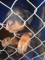 Rottweiler Puppies for sale in Laquey, Missouri. price: $1,000