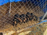 Rottweiler Puppies for sale in Laquey, Missouri. price: $750