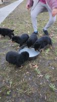 Rottweiler Puppies for sale in Norfolk, Virginia. price: $900