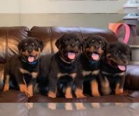 Rottweiler Puppies for sale in Chicago, Illinois. price: $400